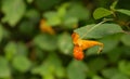 Orange Jewelweed Ã¢â¬â Impatiens capensis